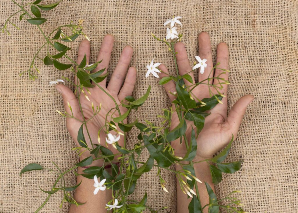 Dos manos abiertas hacia arriba sosteniendo ramas con pequeñas flores blancas de jazmín, recostadas sobre un fondo de tela de arpillera rústica.